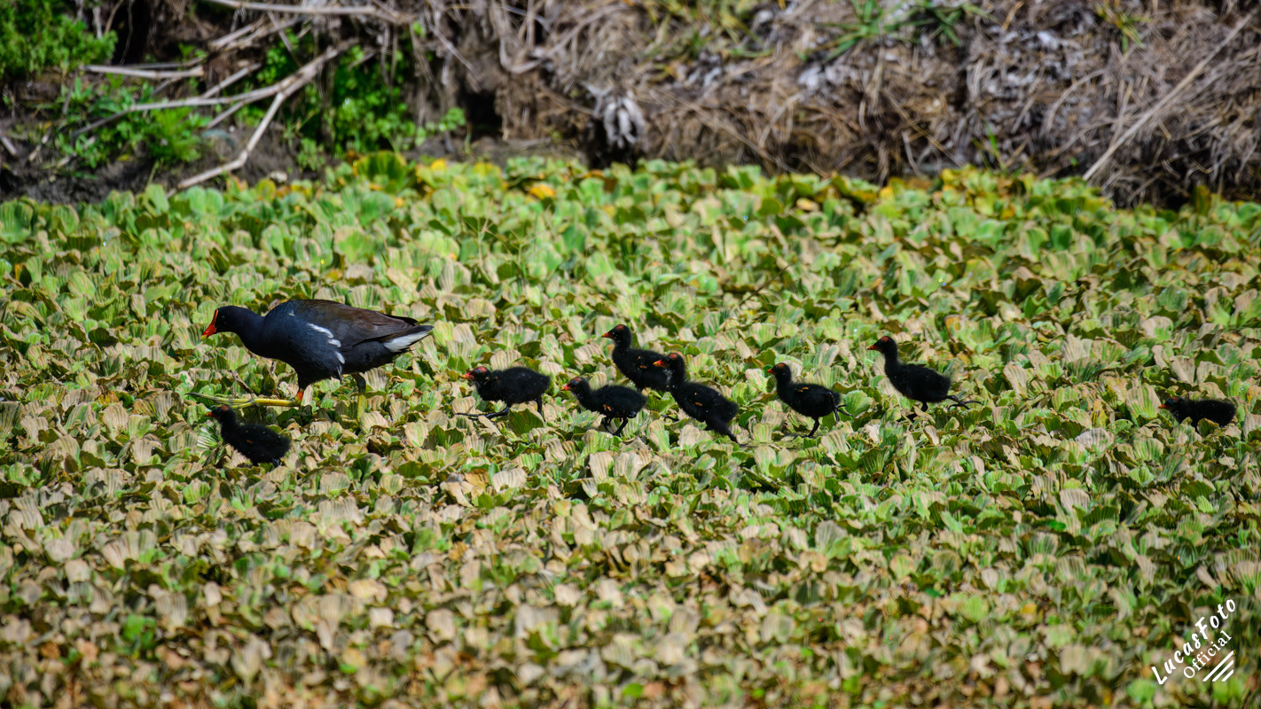 Common Gallinule