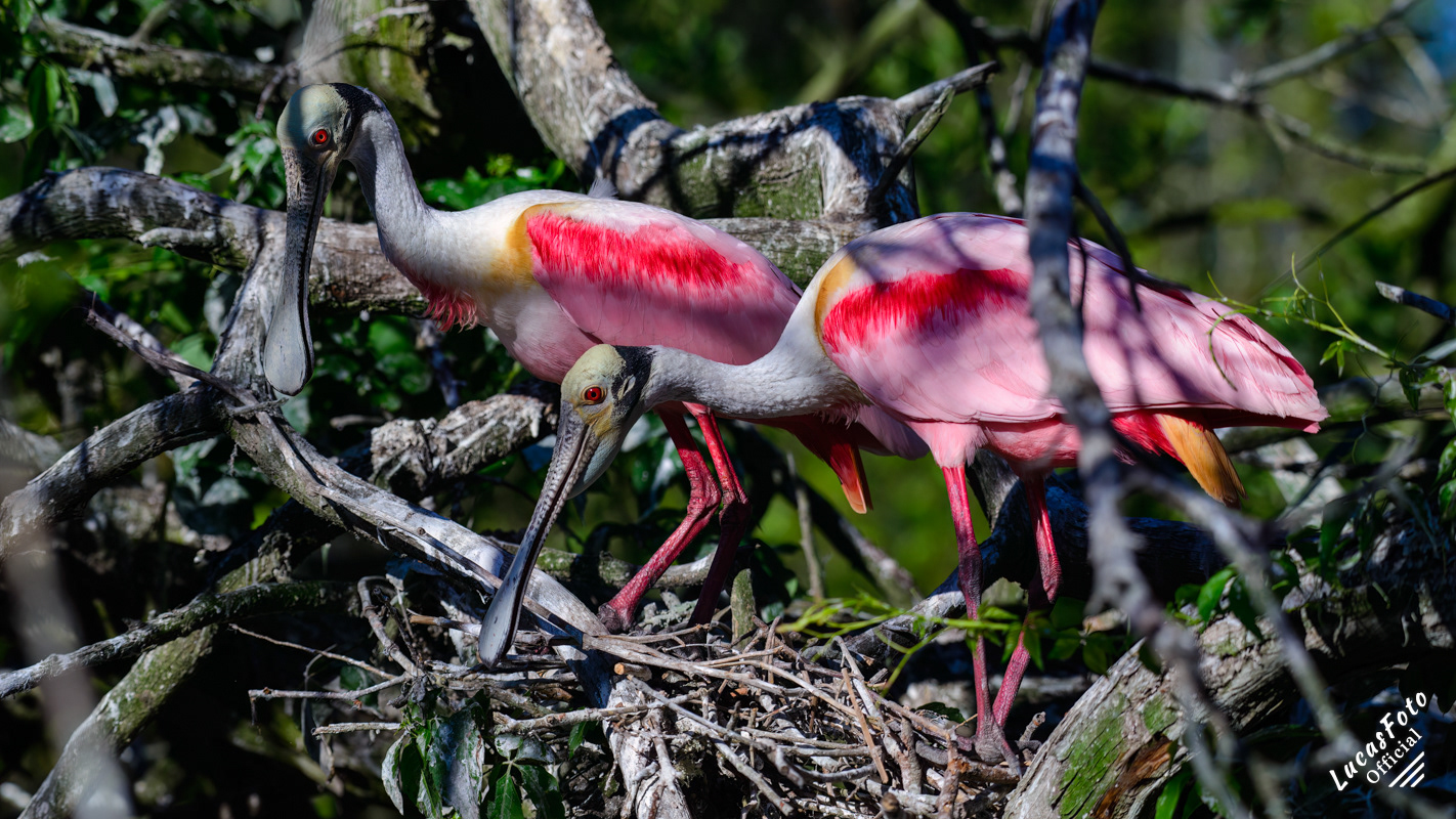 Roseate Spoonbill