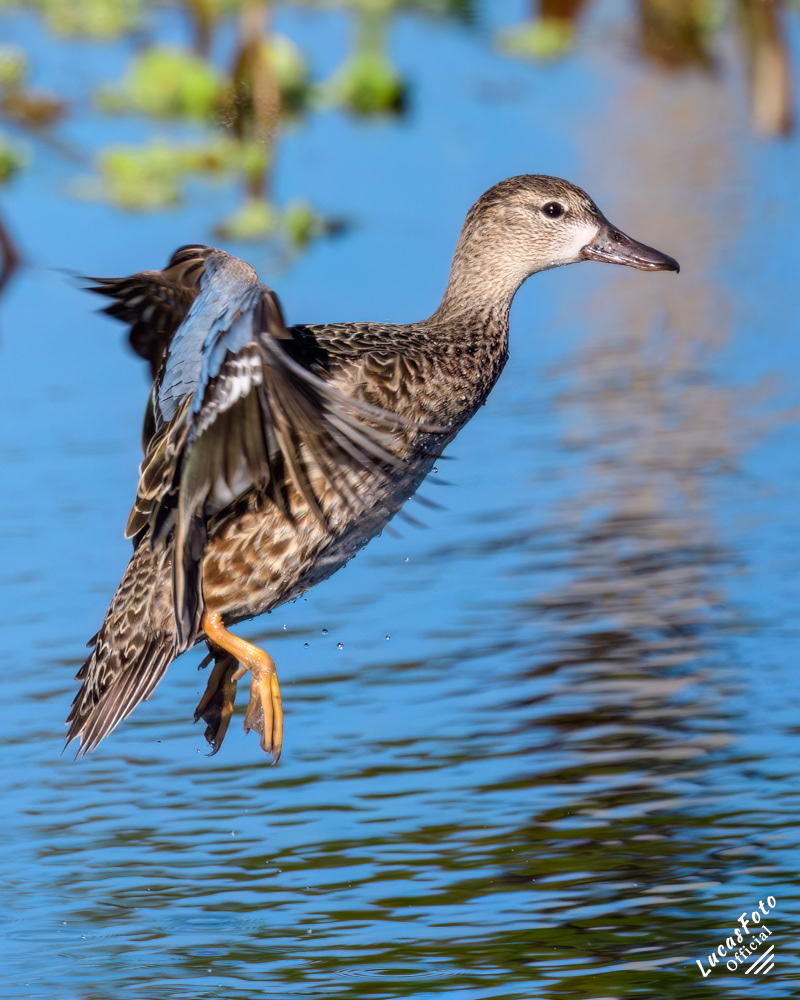 Blue-winged Teal
