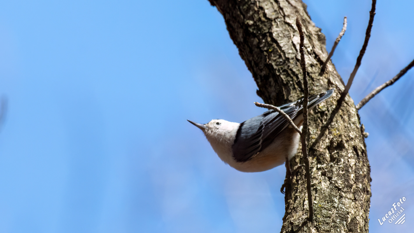 White-breasted Nuthatch
