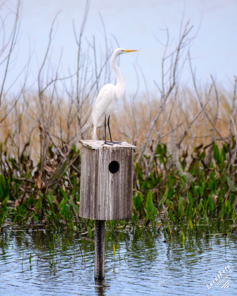 Great Egret