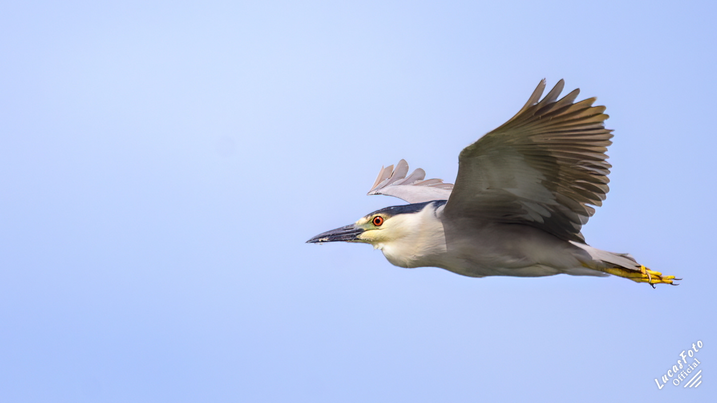 Black-crowned Night Heron