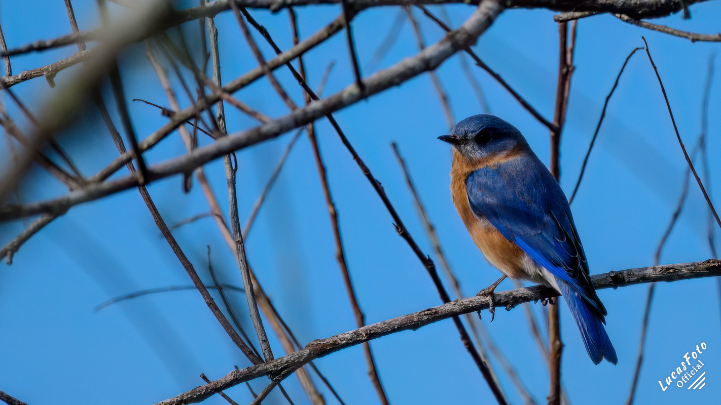 Eastern Bluebird