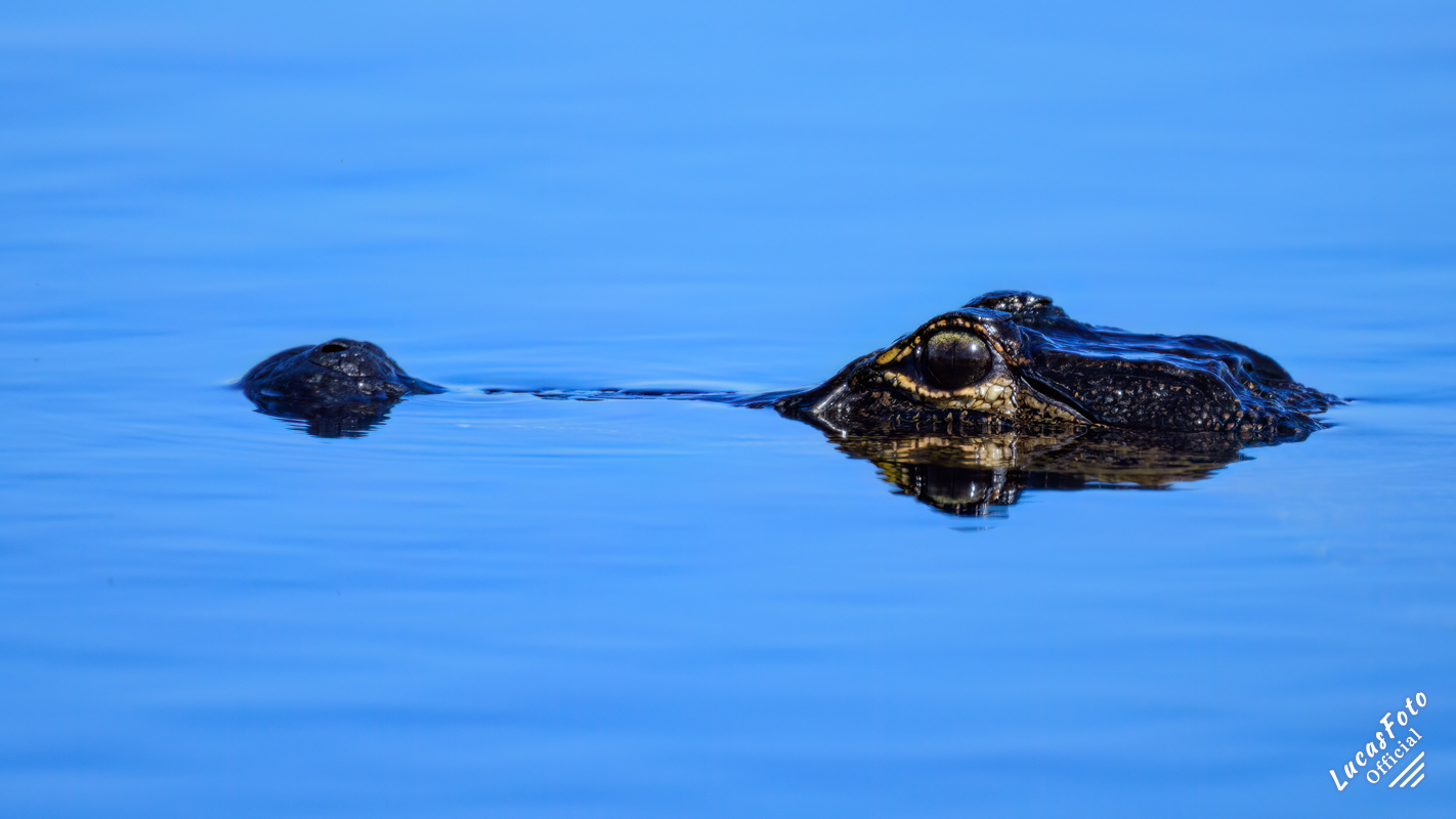 Alligator