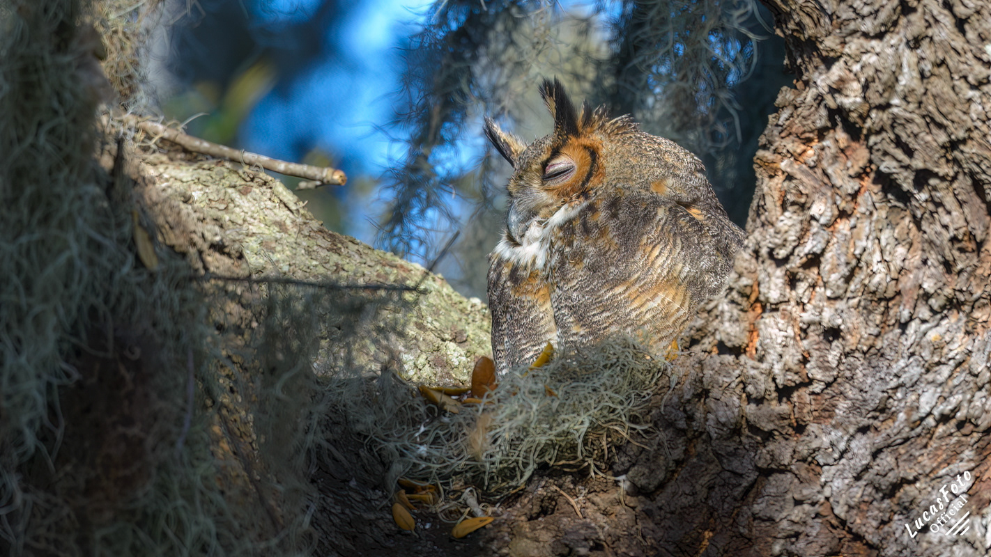 Great Horned Owl