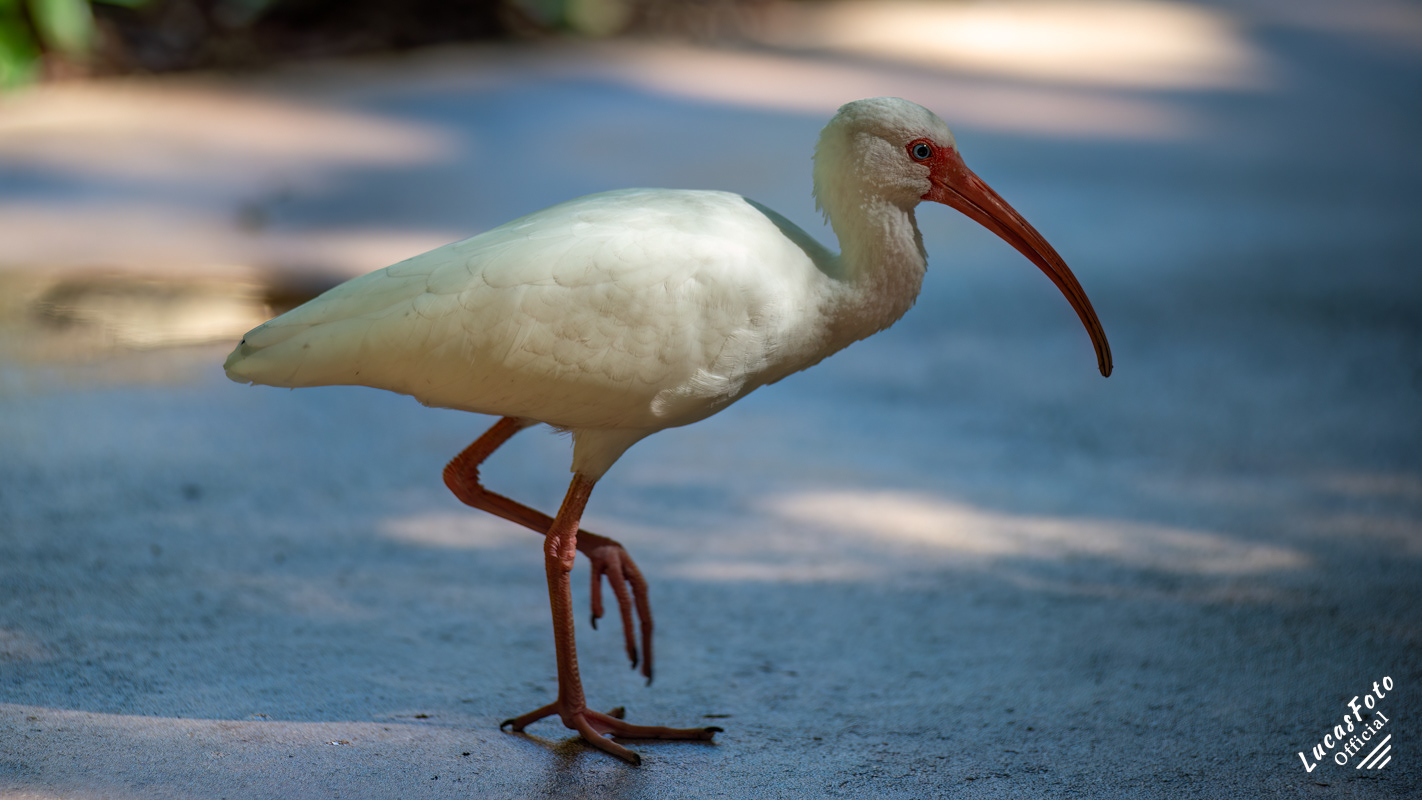 White Ibis