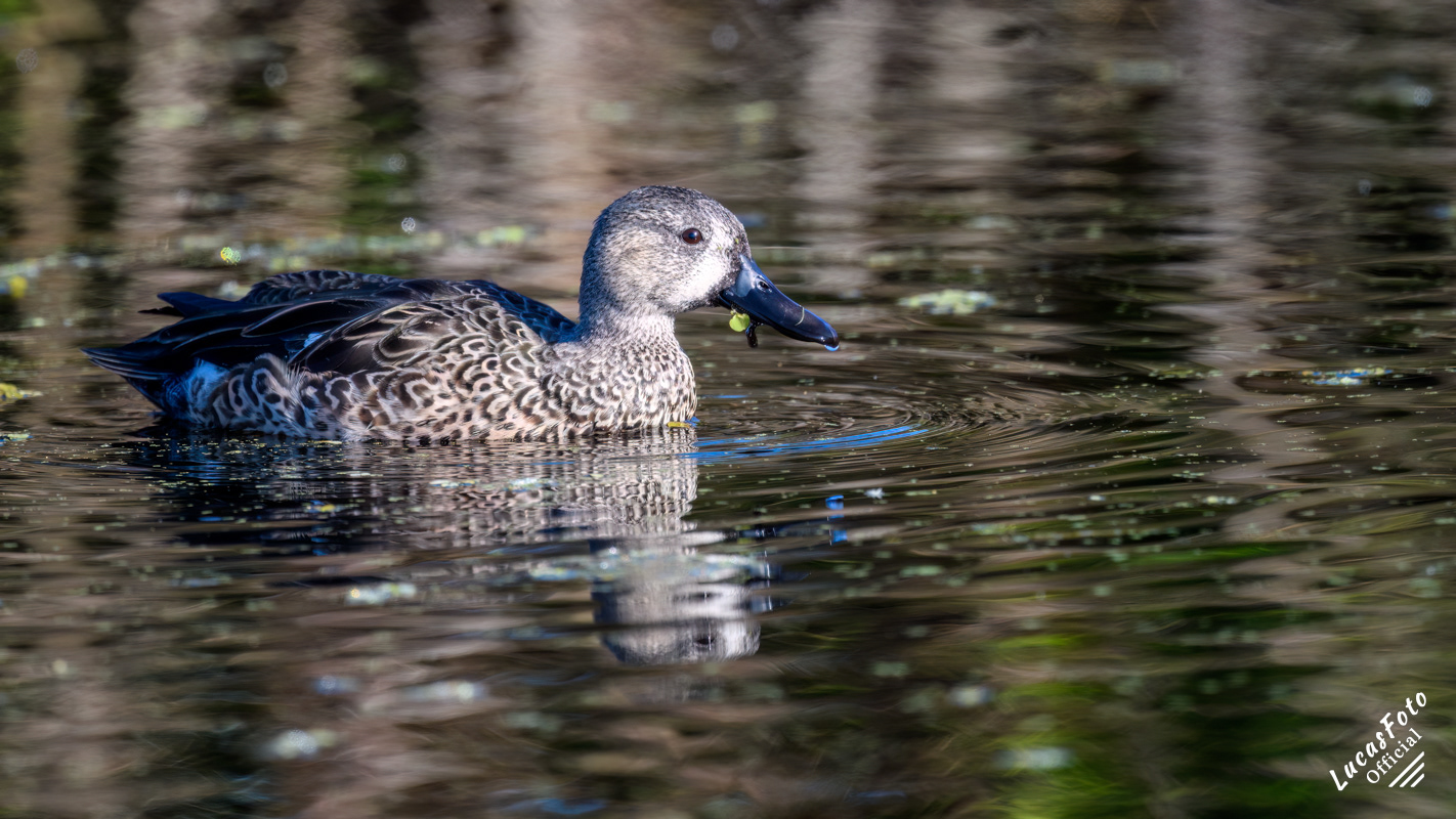 Blue-winged Teal