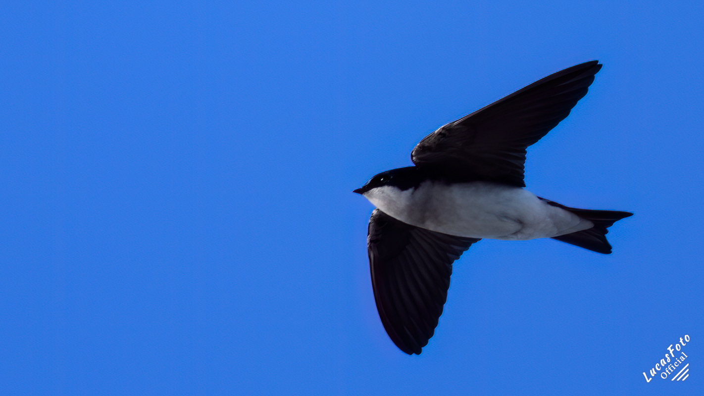 Tree Swallow