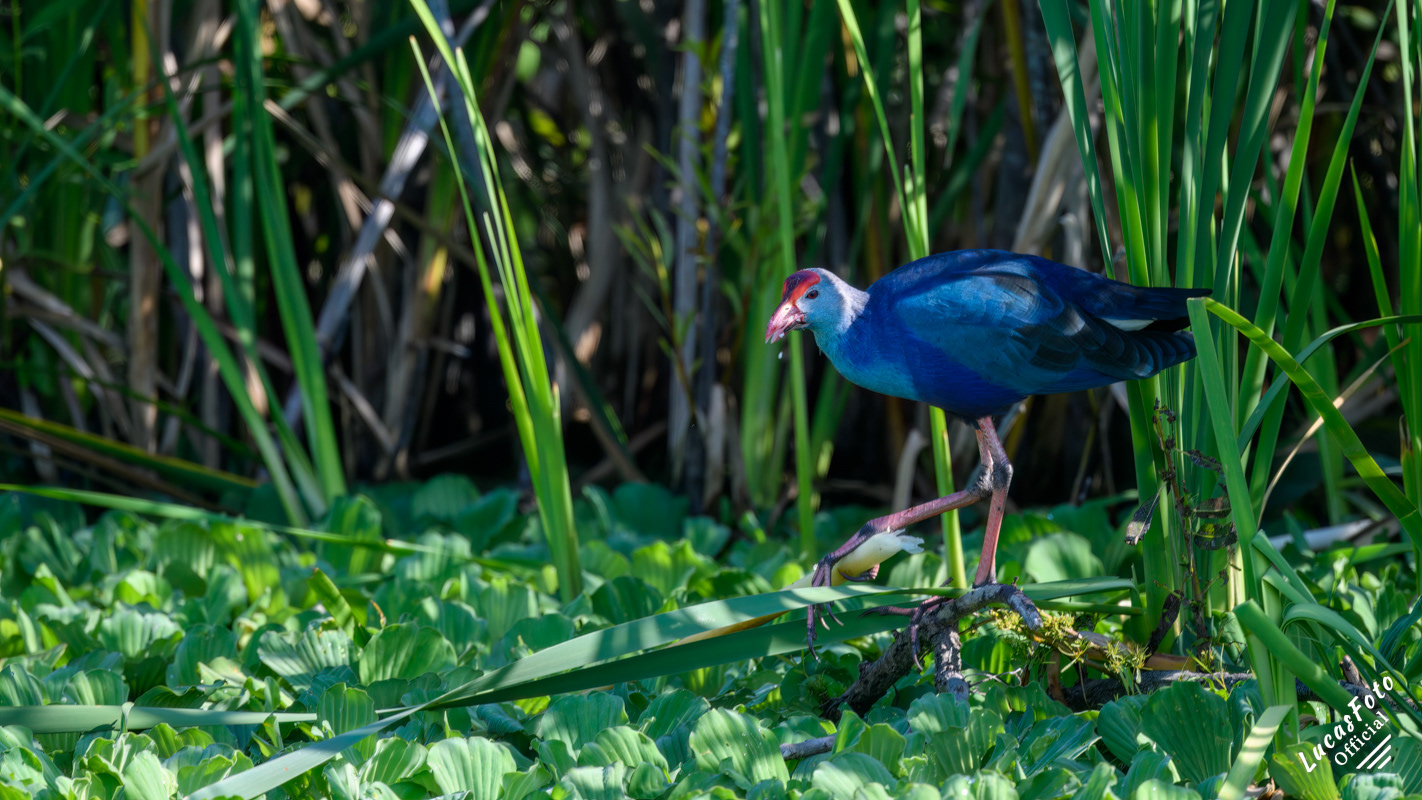 Gray-headed Swamphen
