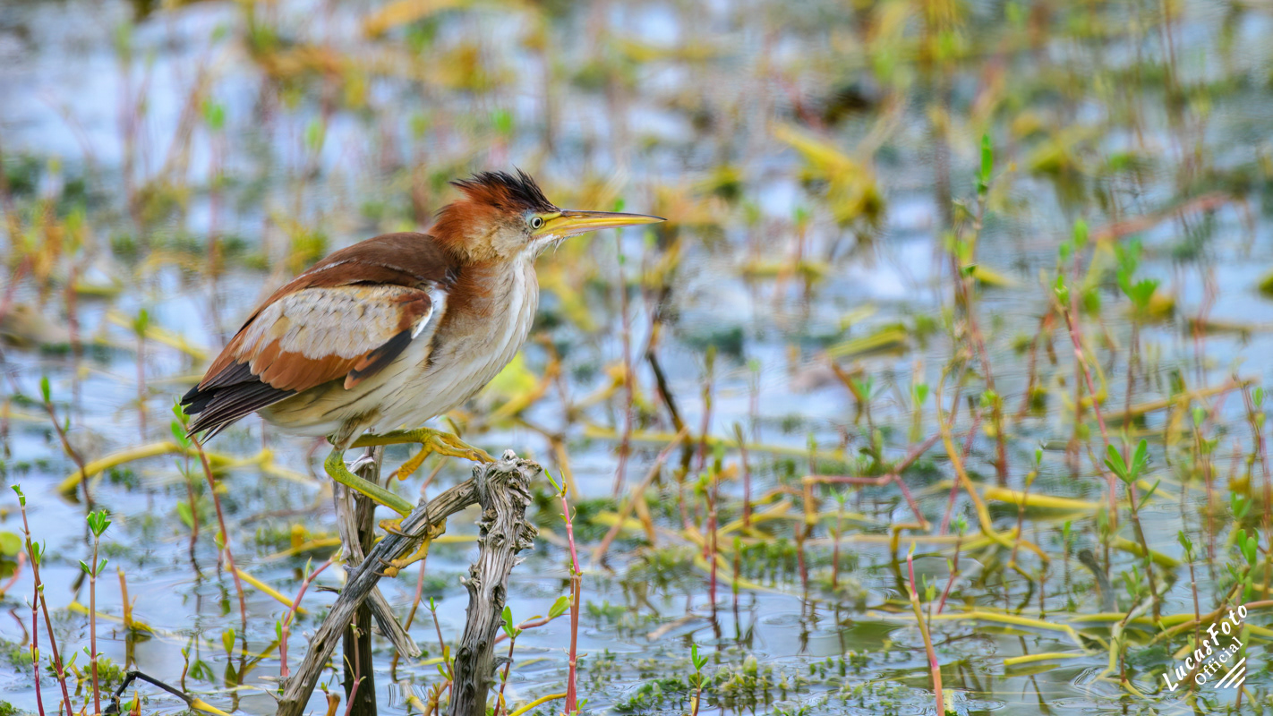 Least Bittern