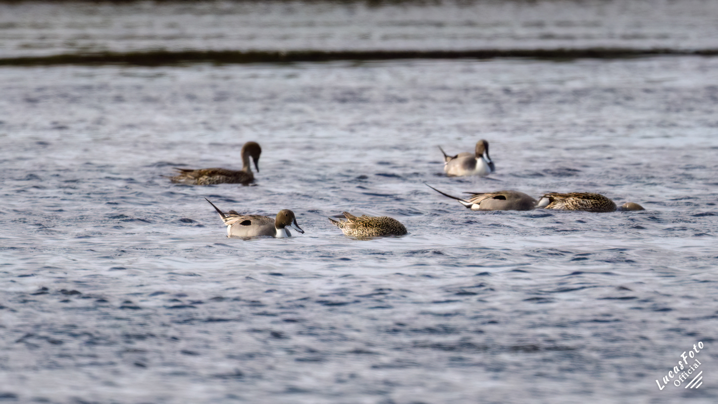 Northern Pintail