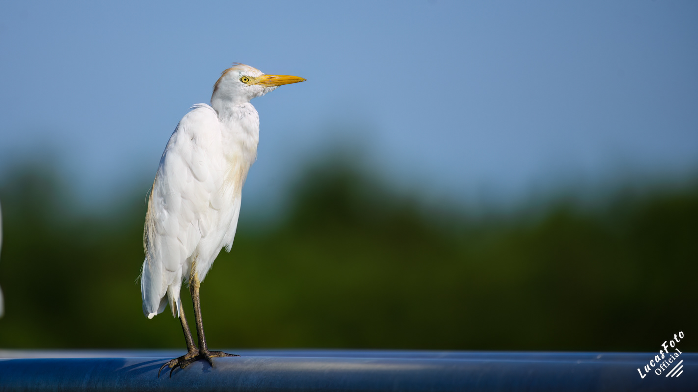 Cattle Egret