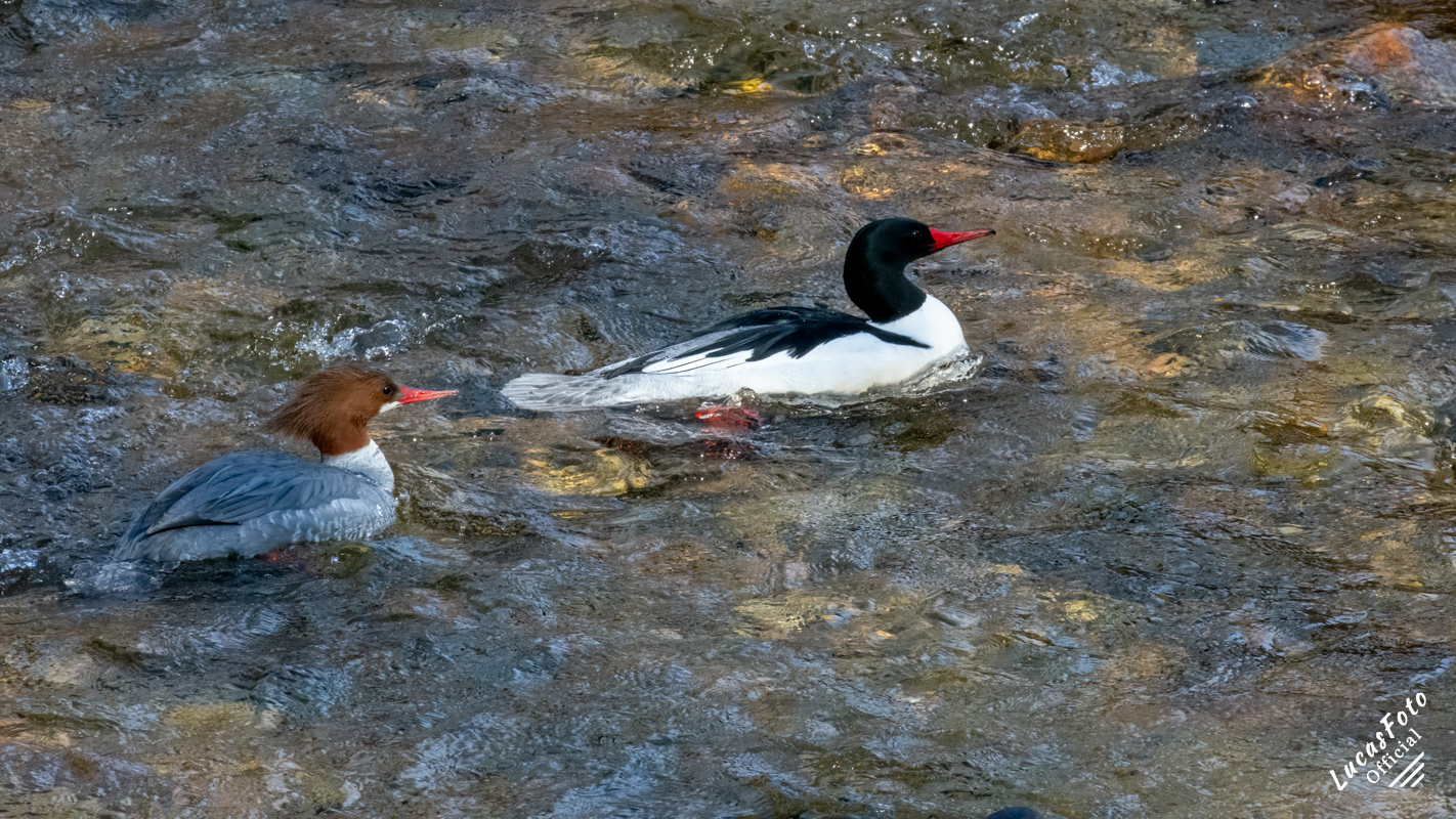 Common Merganser