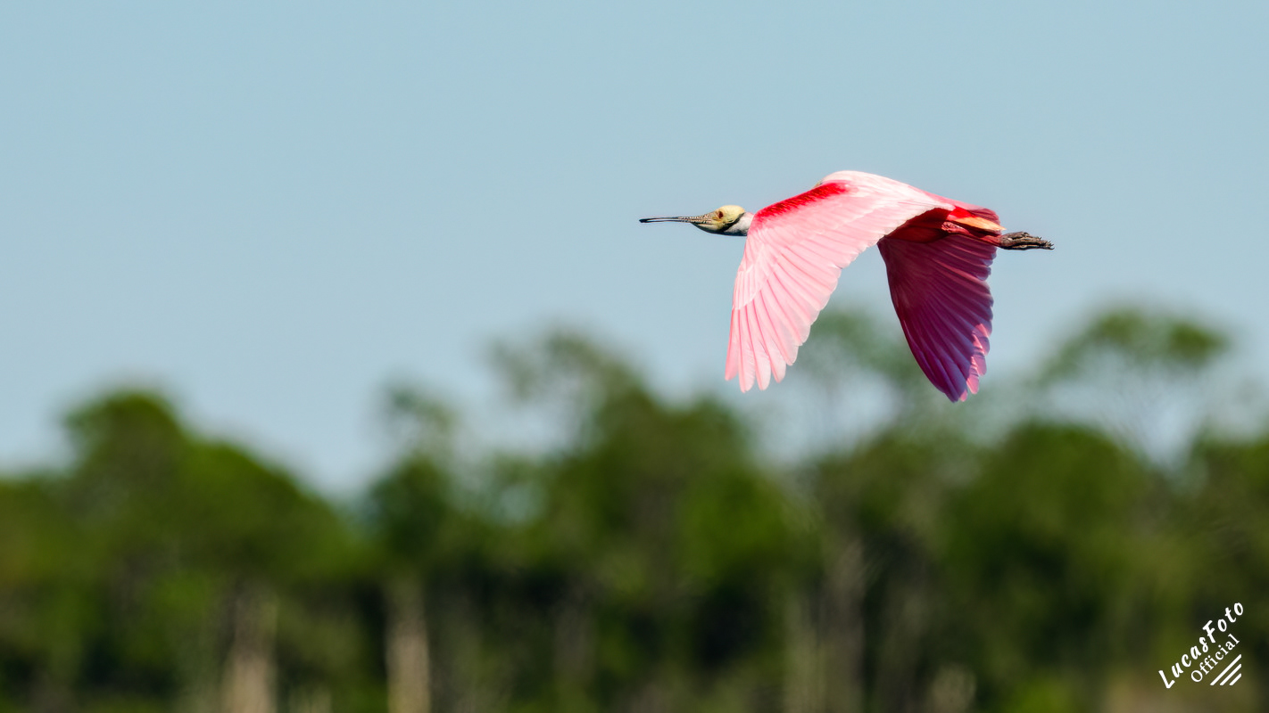 Roseate Spoonbill