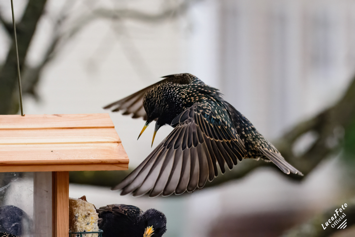 European Starling