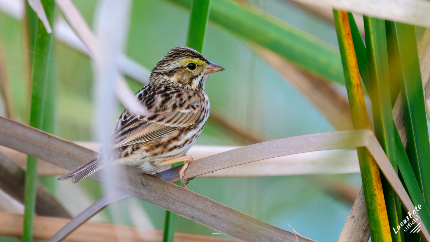 Savannah Sparrow