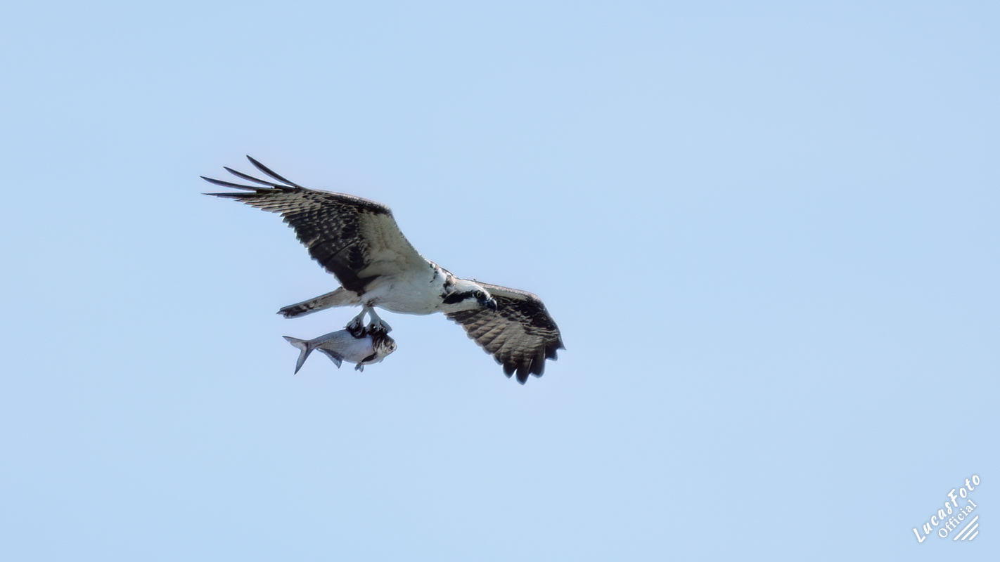 Osprey
