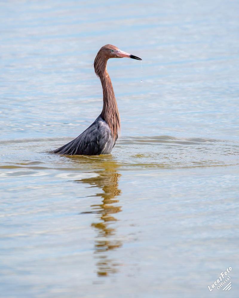 Reddish Egret