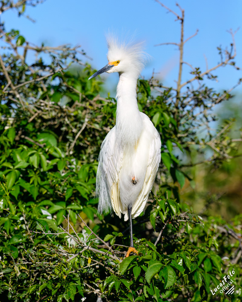 Snowy Egret