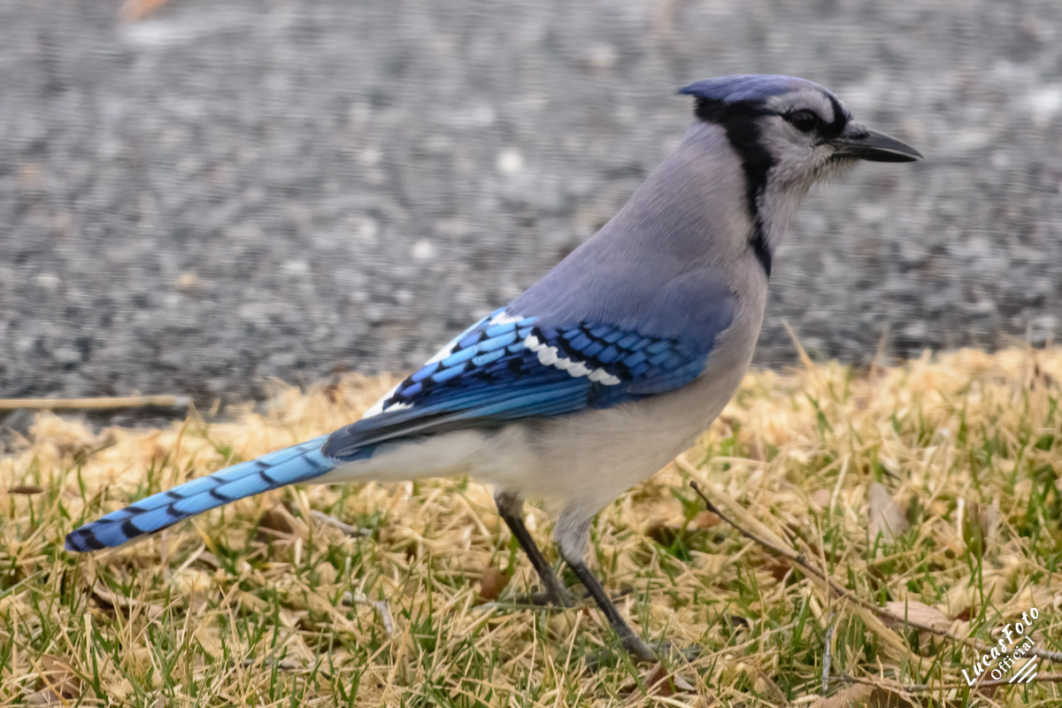 Blue Jay