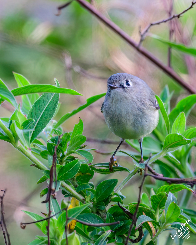 Blue-gray Gnatcatcher