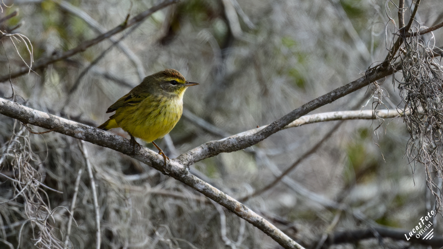 Palm Warbler