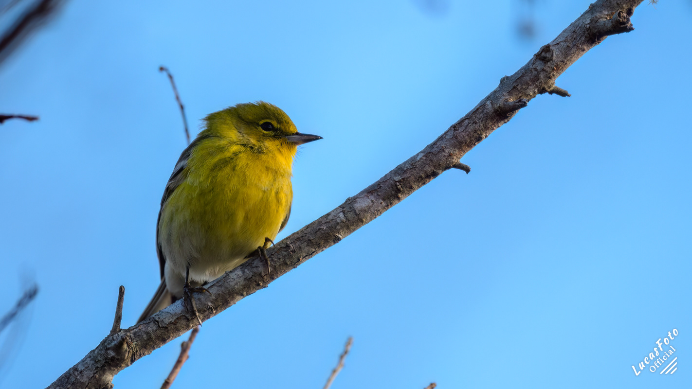 Pine Warbler