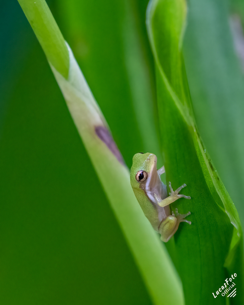 Green Treefrog