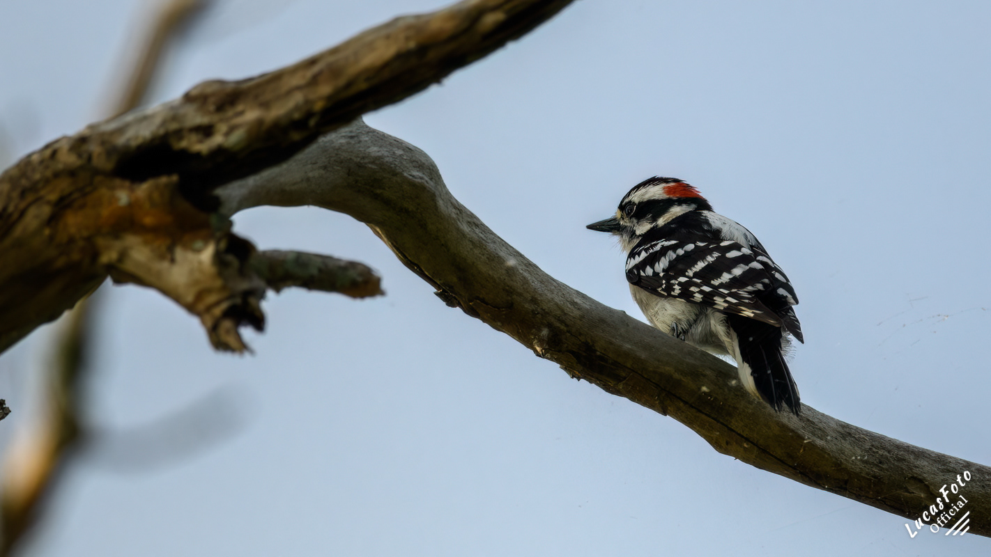 Downy Woodpecker