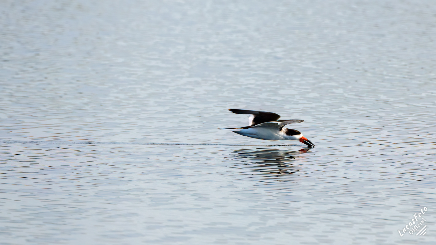 Black Skimmer