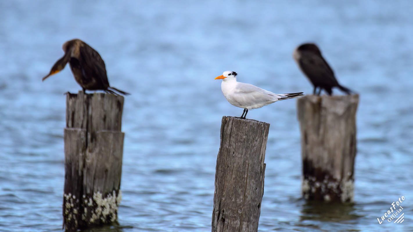 Royal Tern