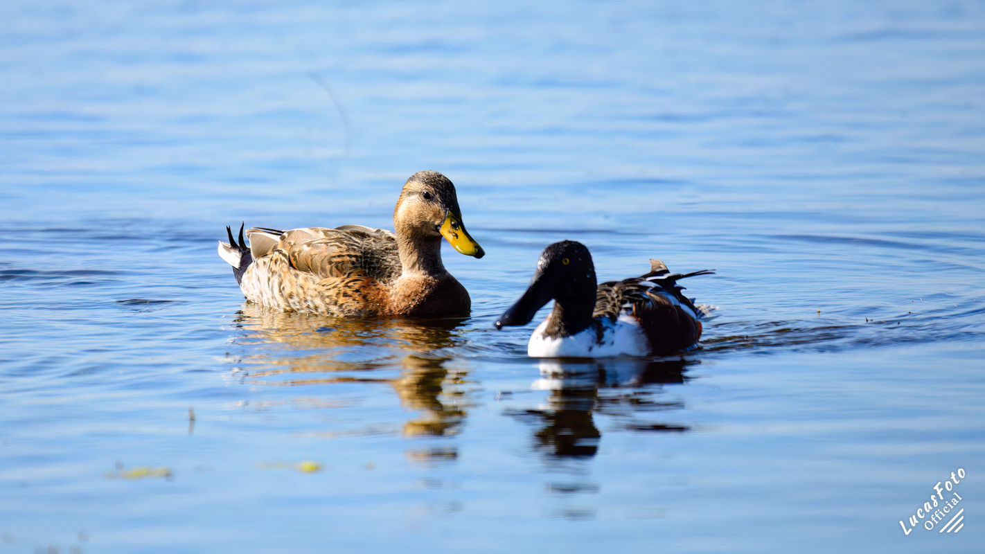Mottled Duck / Northern Shoveler