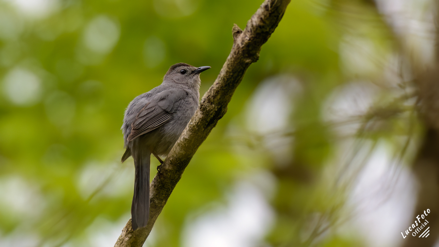 Gray Catbird
