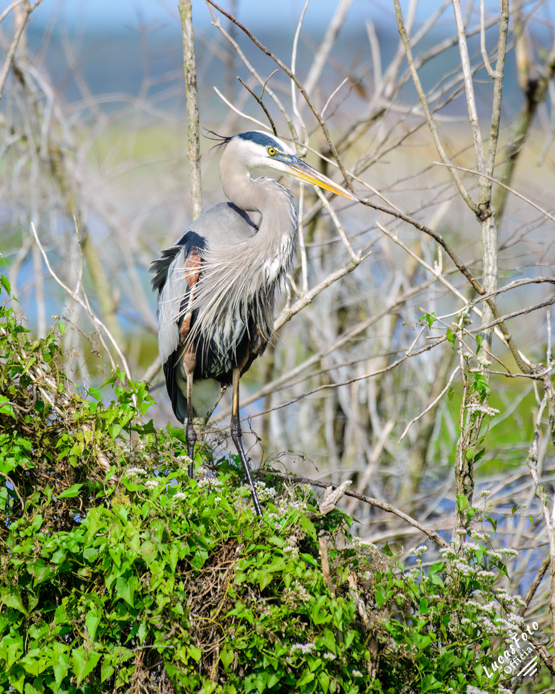 Great Blue Heron