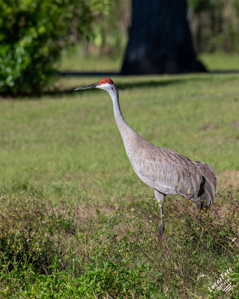 Sandhill Crane