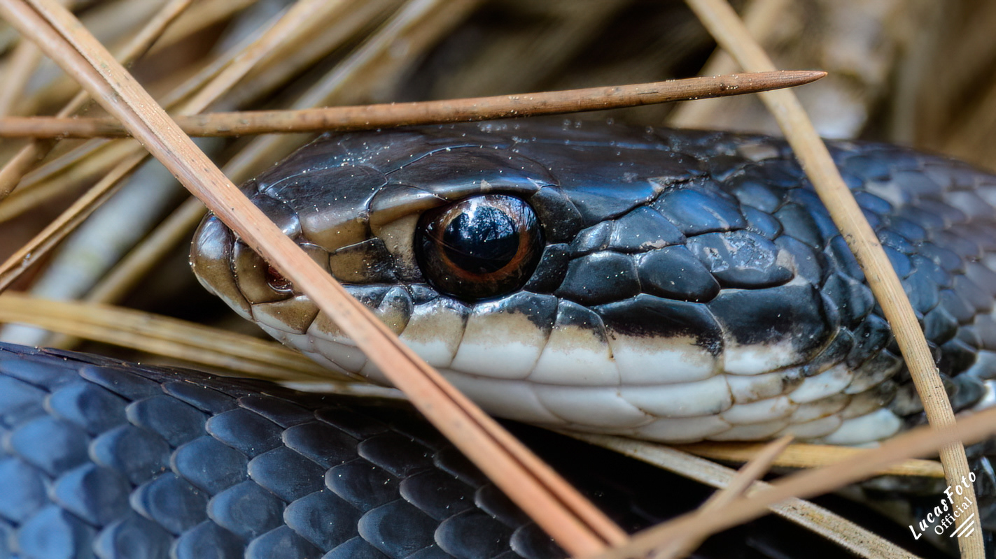 Black Racer