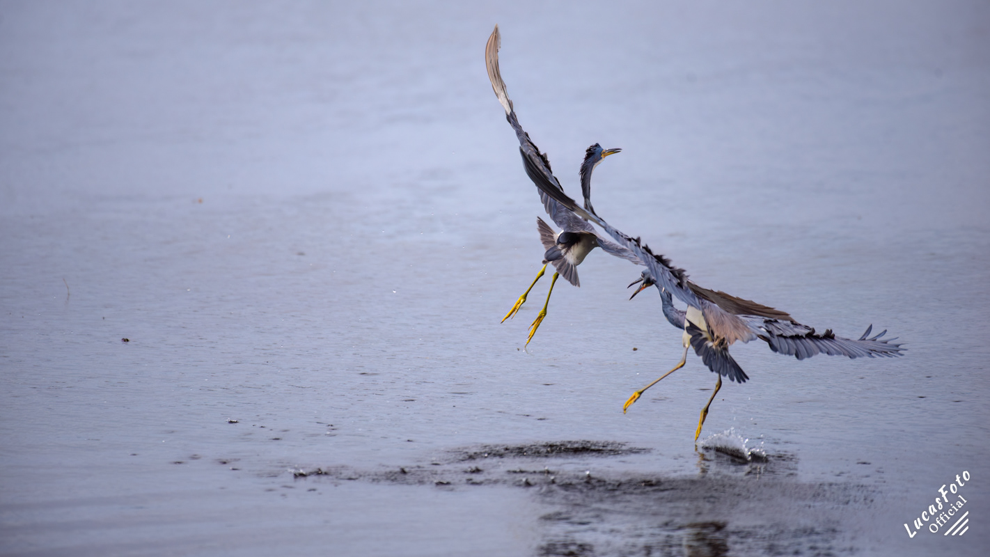 Tricolored Heron