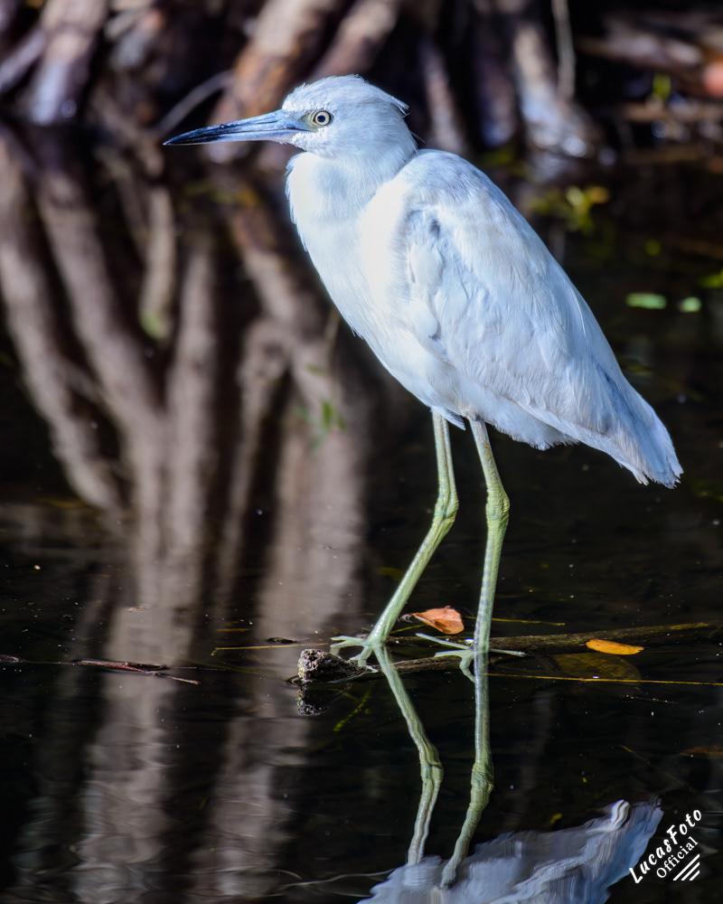 Little Blue Heron