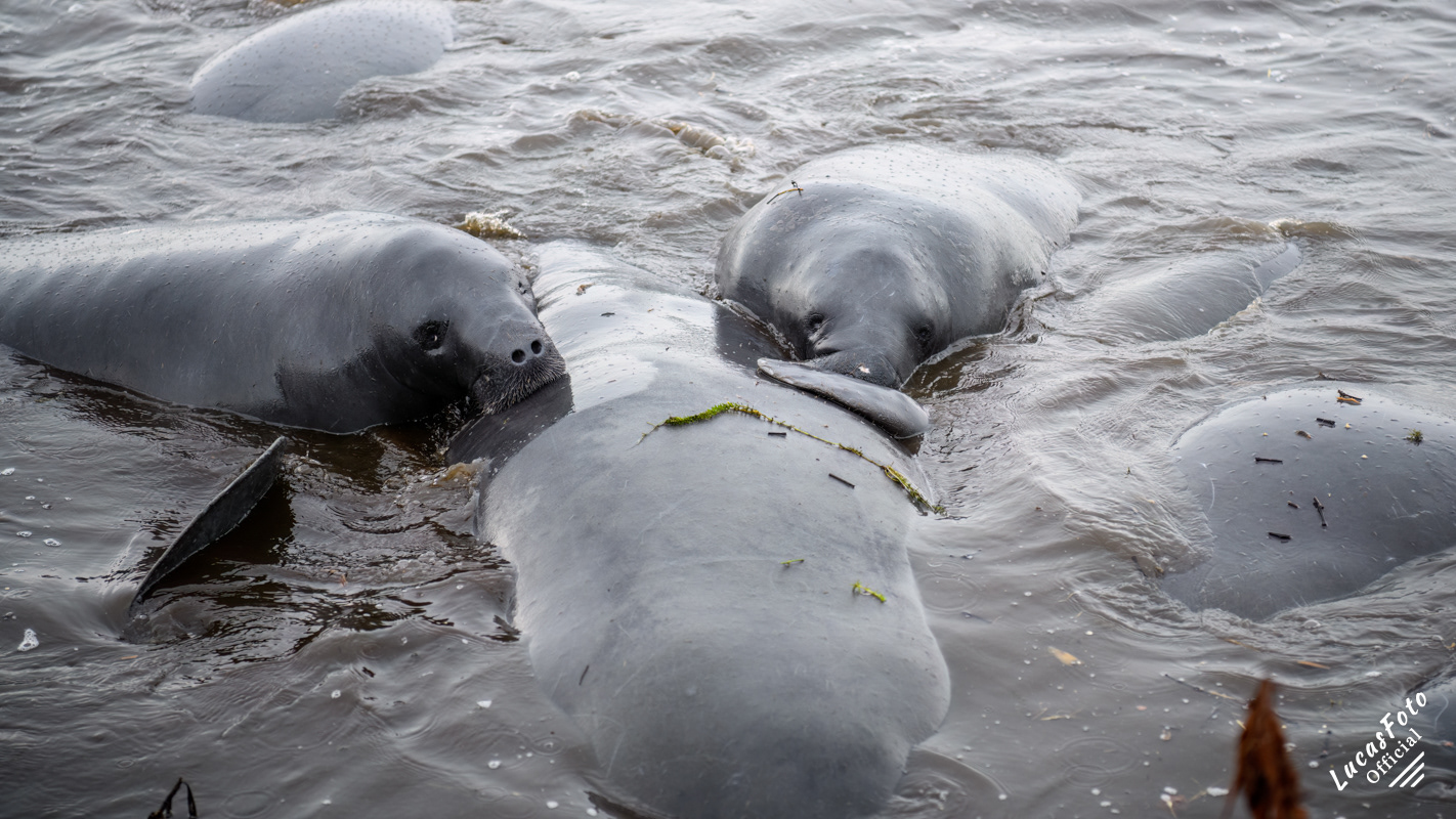 Manatee Mating Ball/Herd