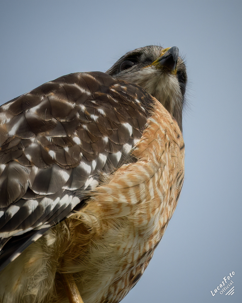 Red-shouldered Hawk