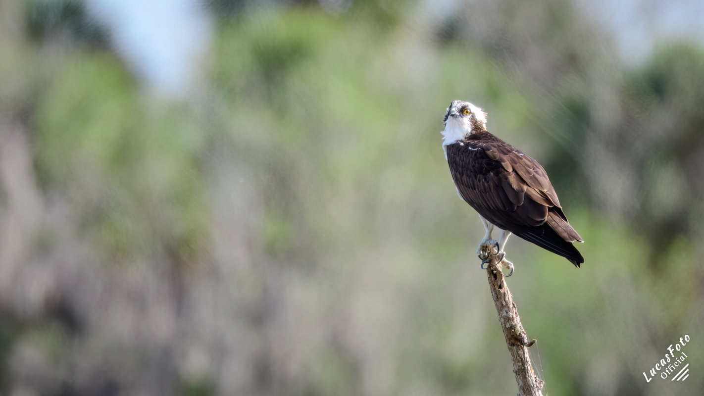 Osprey