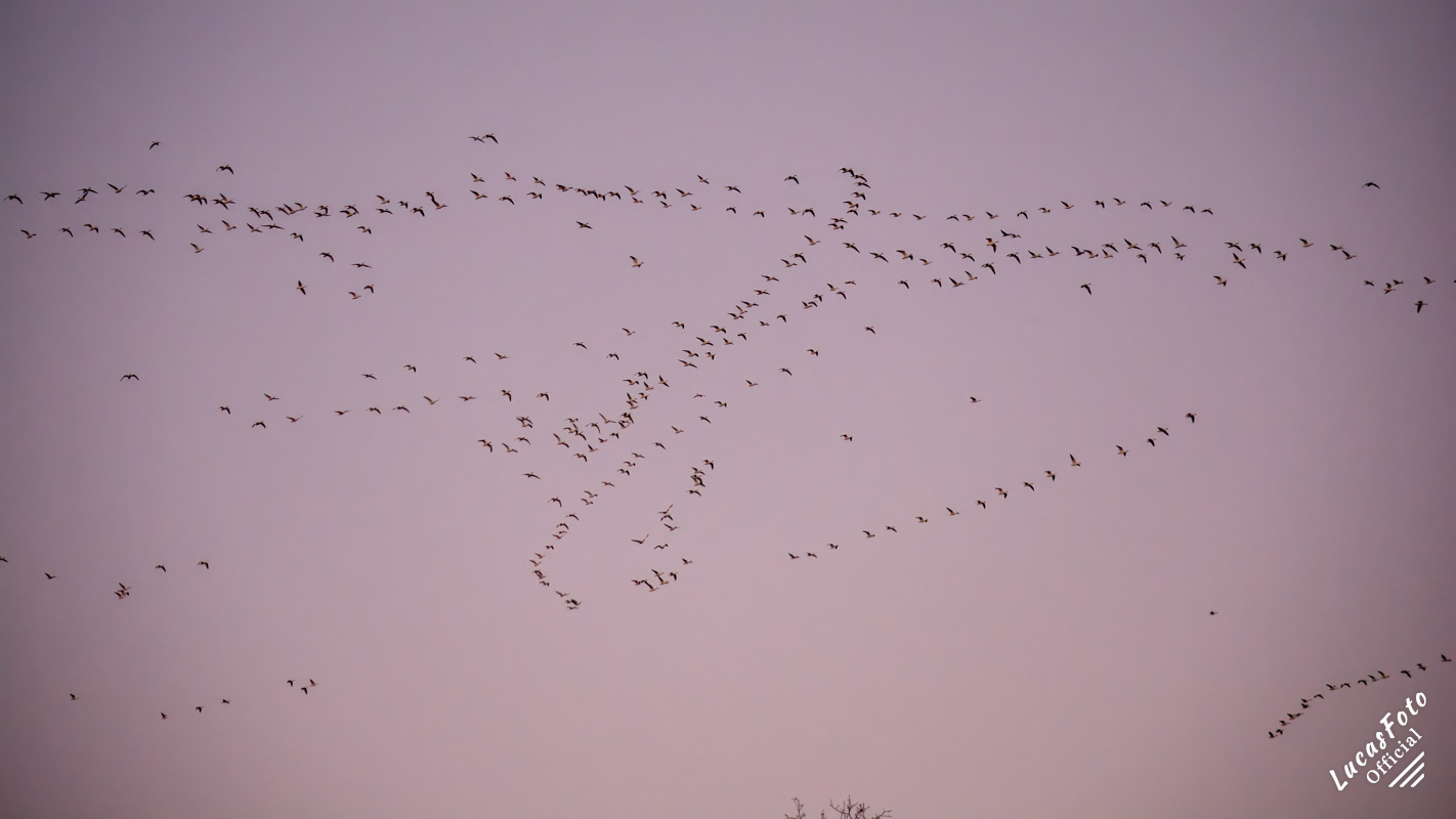 Snow Geese
