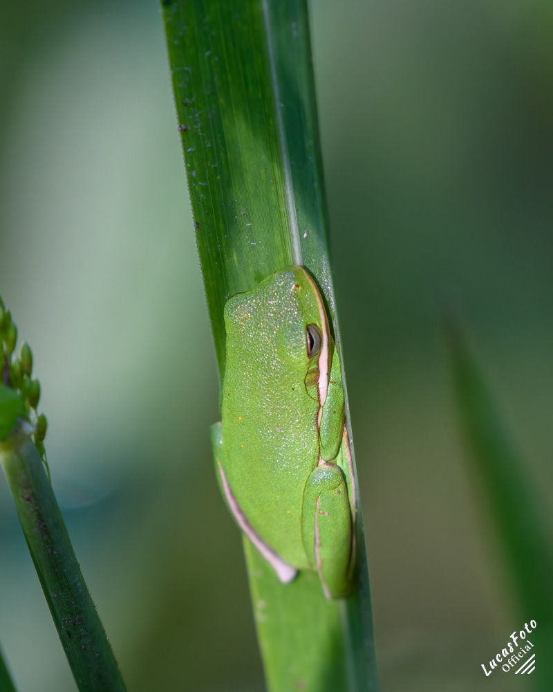 Green Treefrog