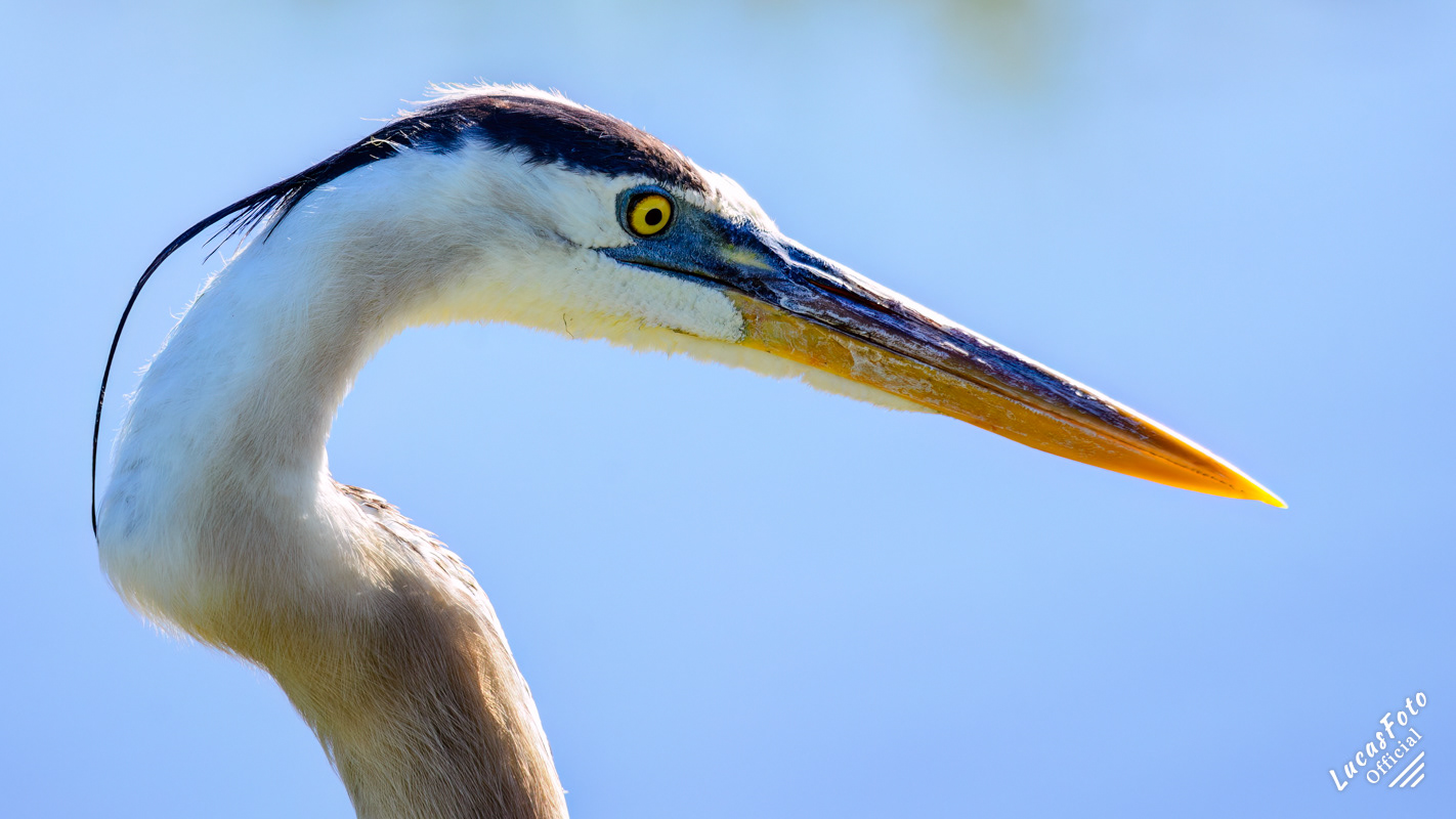 Great Blue Heron AKA Crooked Neck