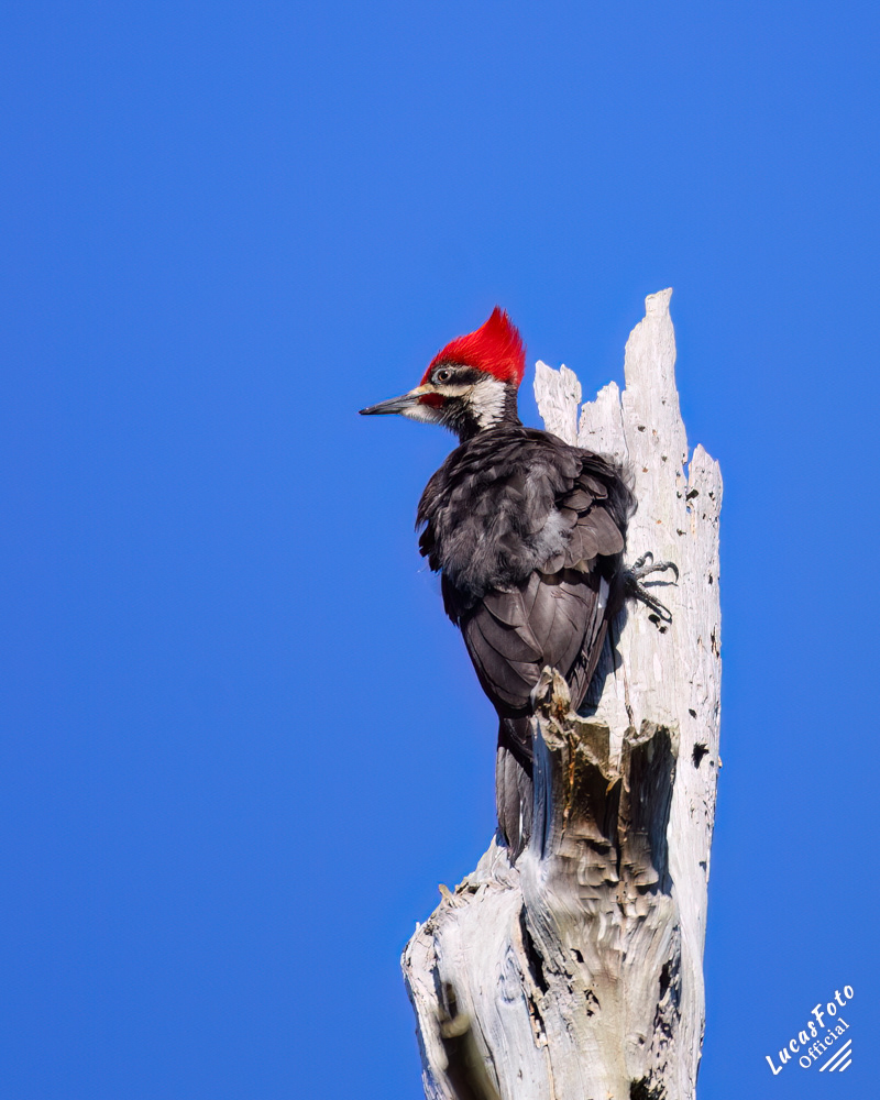 Pileated Woodpecker