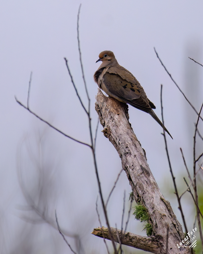 Mourning Dove