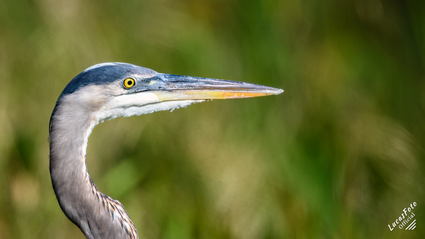 Great Blue Heron