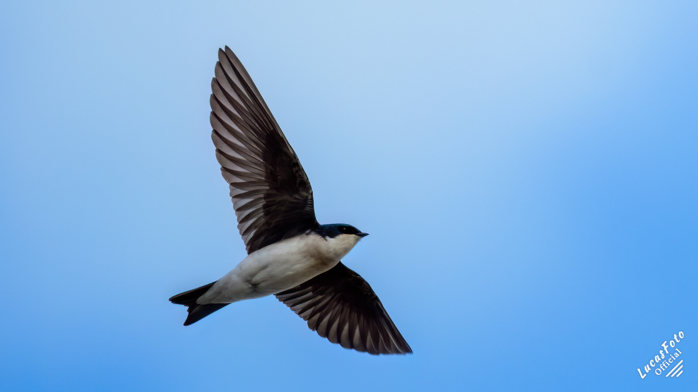 Tree Swallow