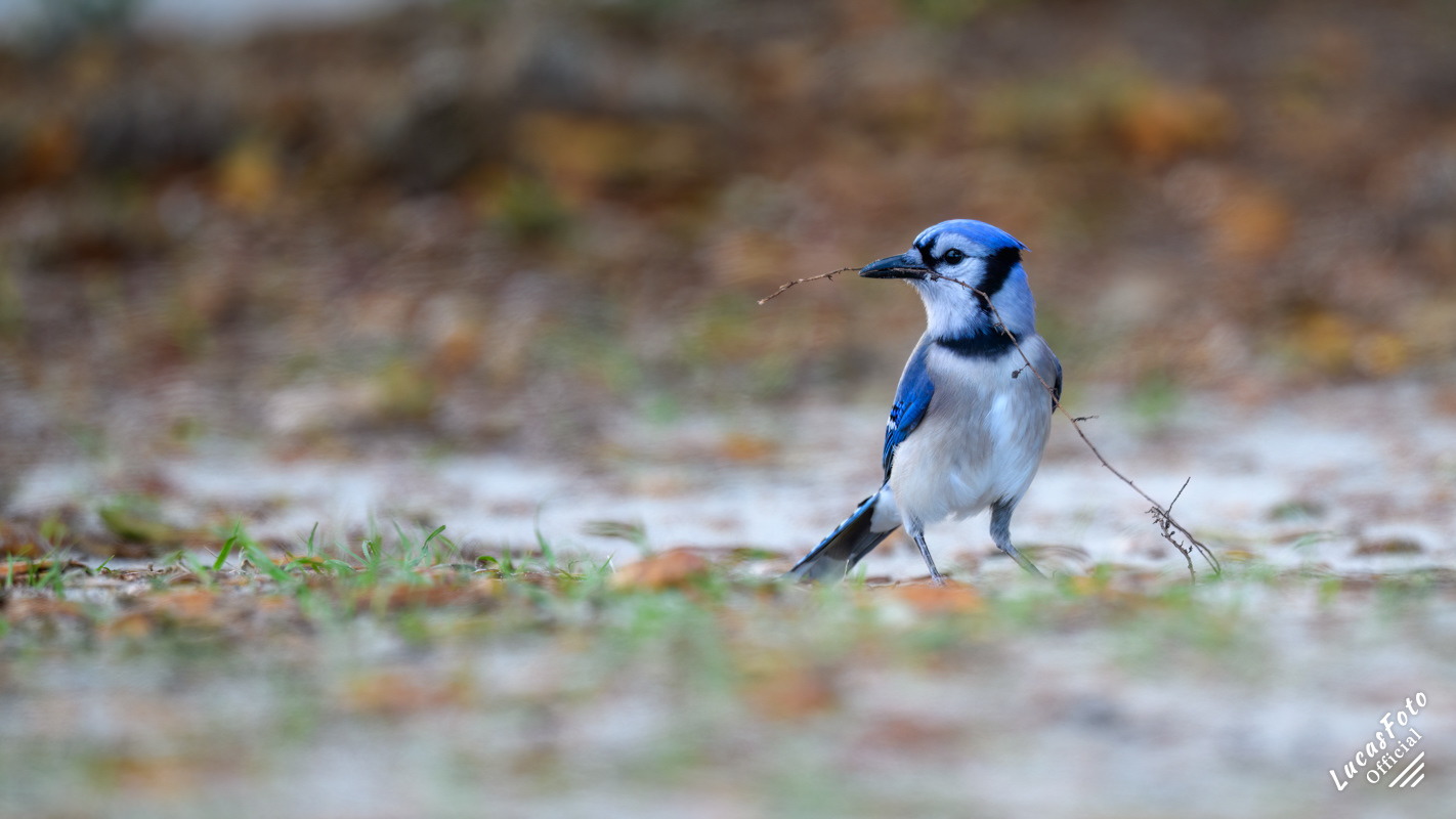 Blue Jay