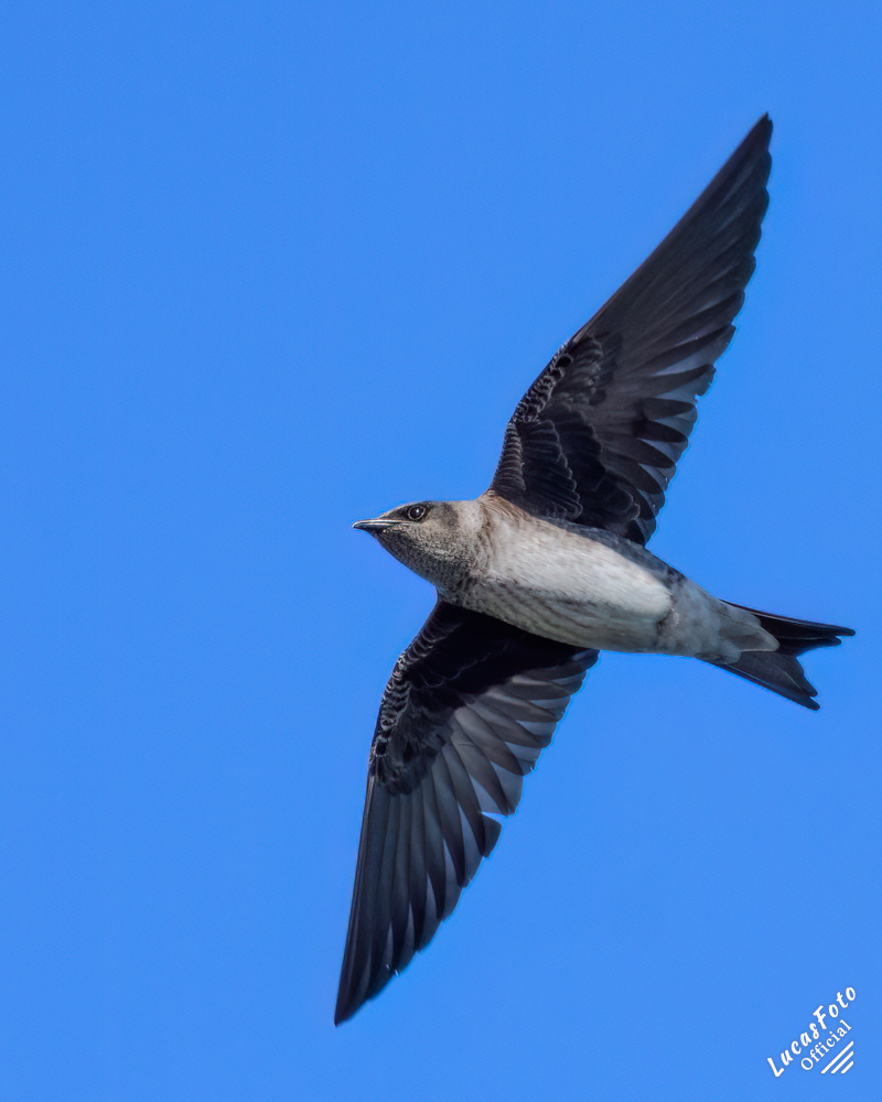 Purple Martin